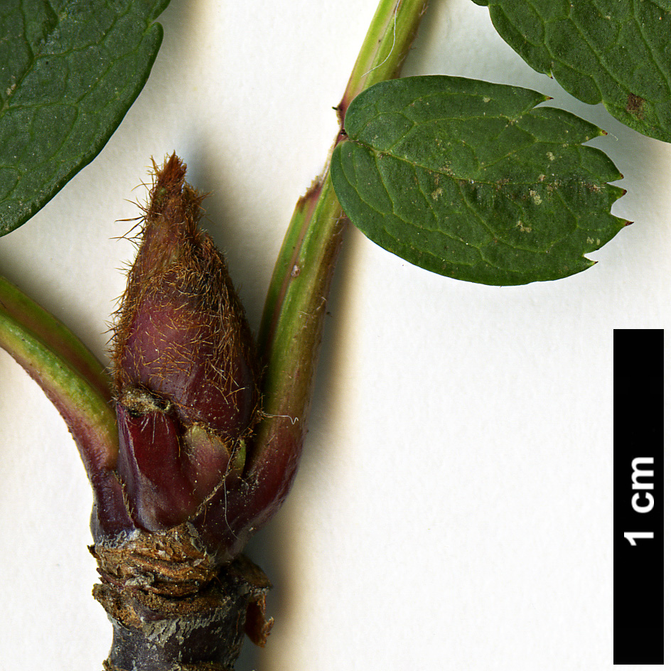 High resolution image: Family: Rosaceae - Genus: Sorbus - Taxon: KR 5100A (S. aff. filipes)